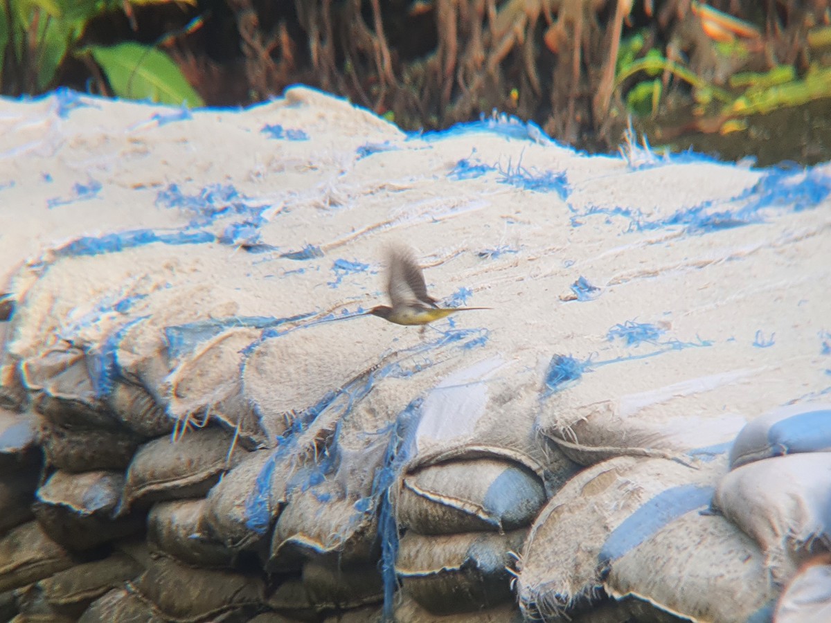 Gray Wagtail - ML644804462