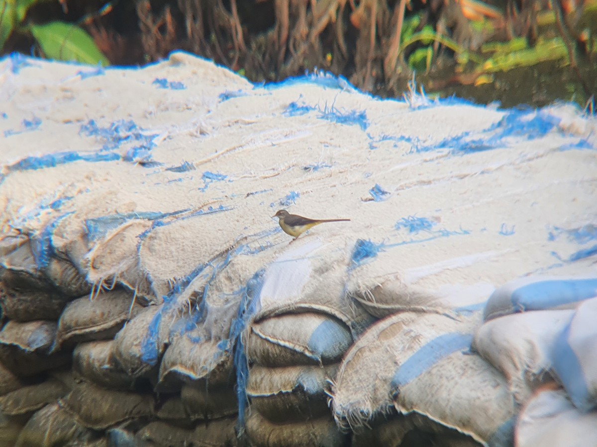 Gray Wagtail - ML644804463