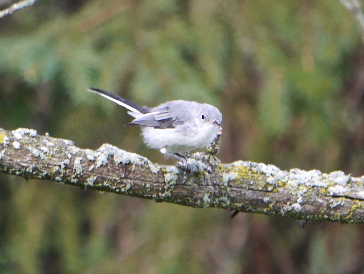 Blue-gray Gnatcatcher - ML644804469