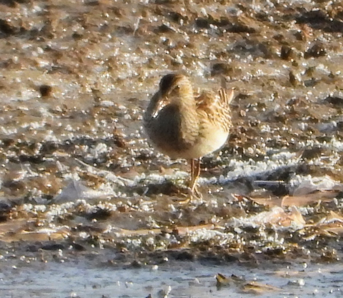 Pectoral Sandpiper - ML644804475