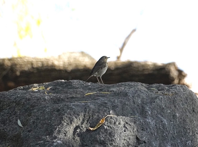 Einsiedler-Musendrossel - ML644804490