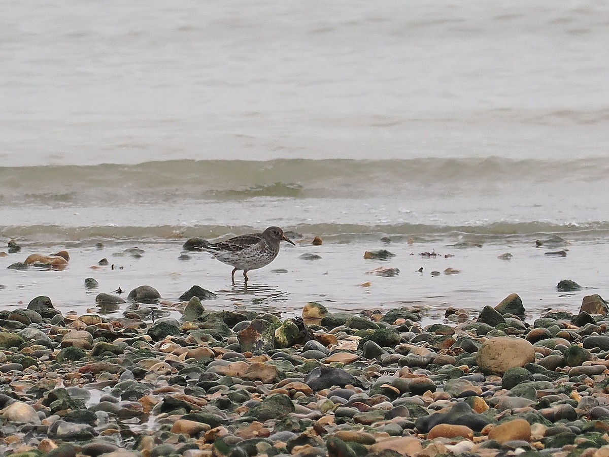 Purple Sandpiper - ML644804491