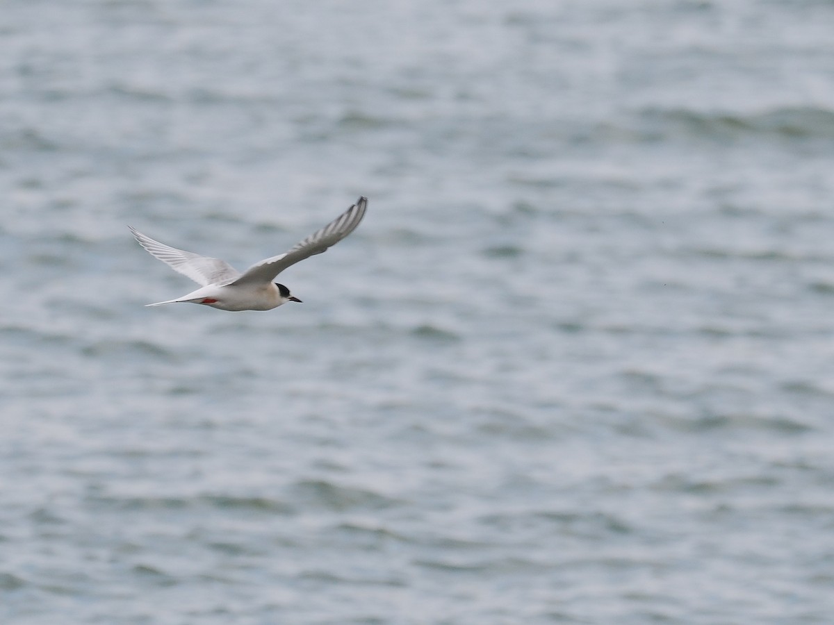 Arctic Tern - ML644804499