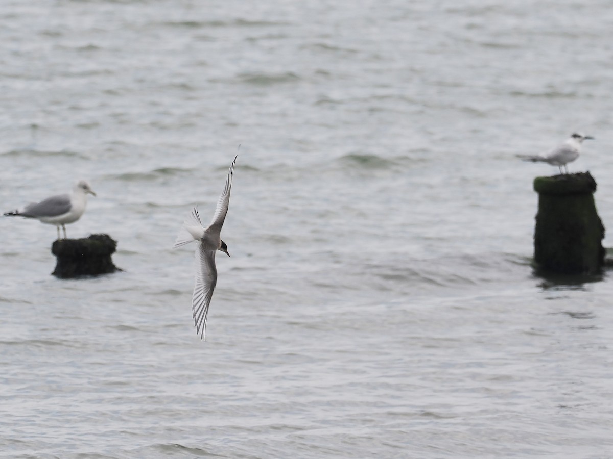 Arctic Tern - ML644804502