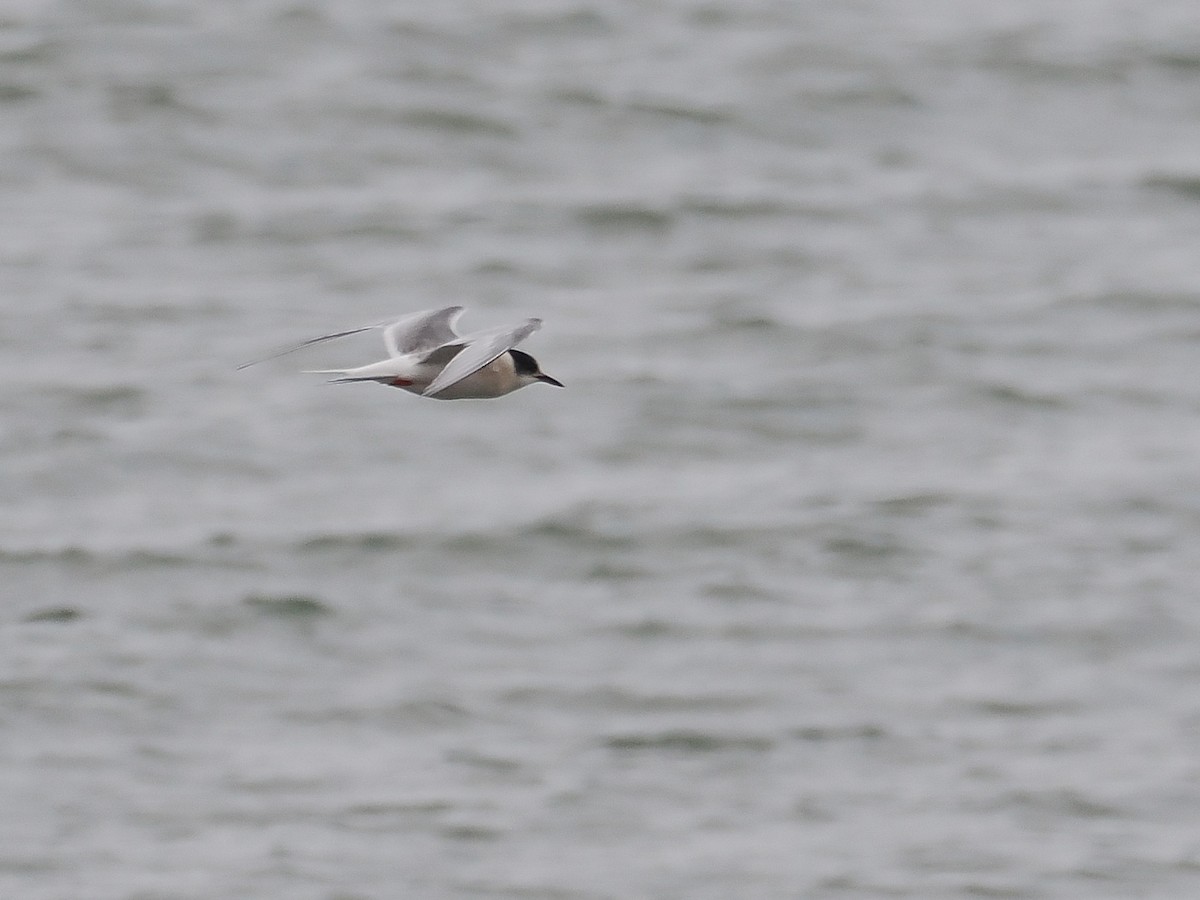 Arctic Tern - ML644804504
