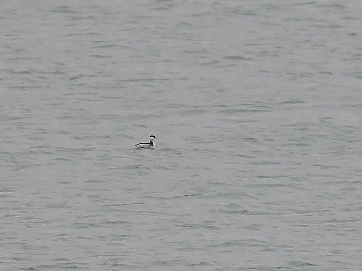 Horned Grebe - ML644804519