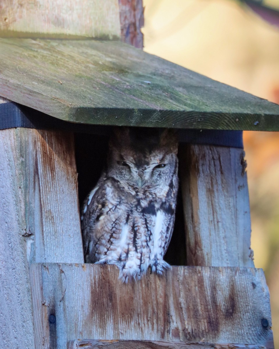 Eastern Screech-Owl - ML644804524