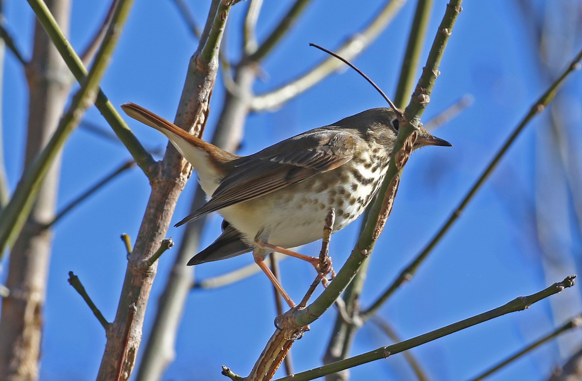 Hermit Thrush - ML644804526
