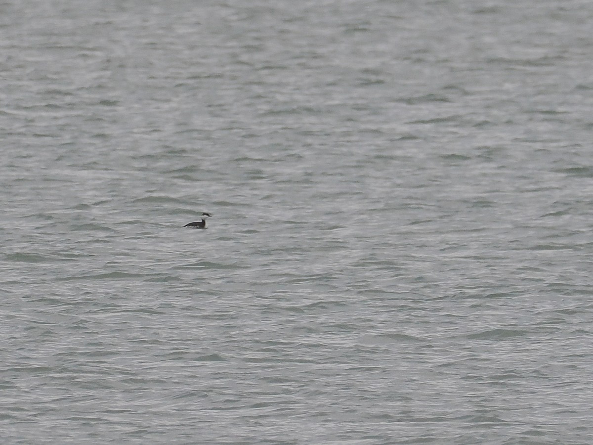 Horned Grebe - ML644804528