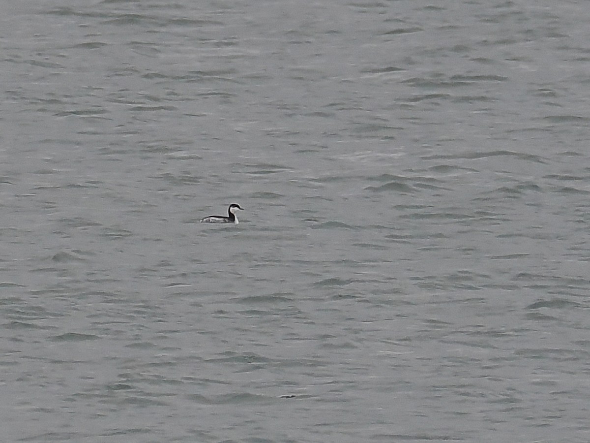 Horned Grebe - ML644804532