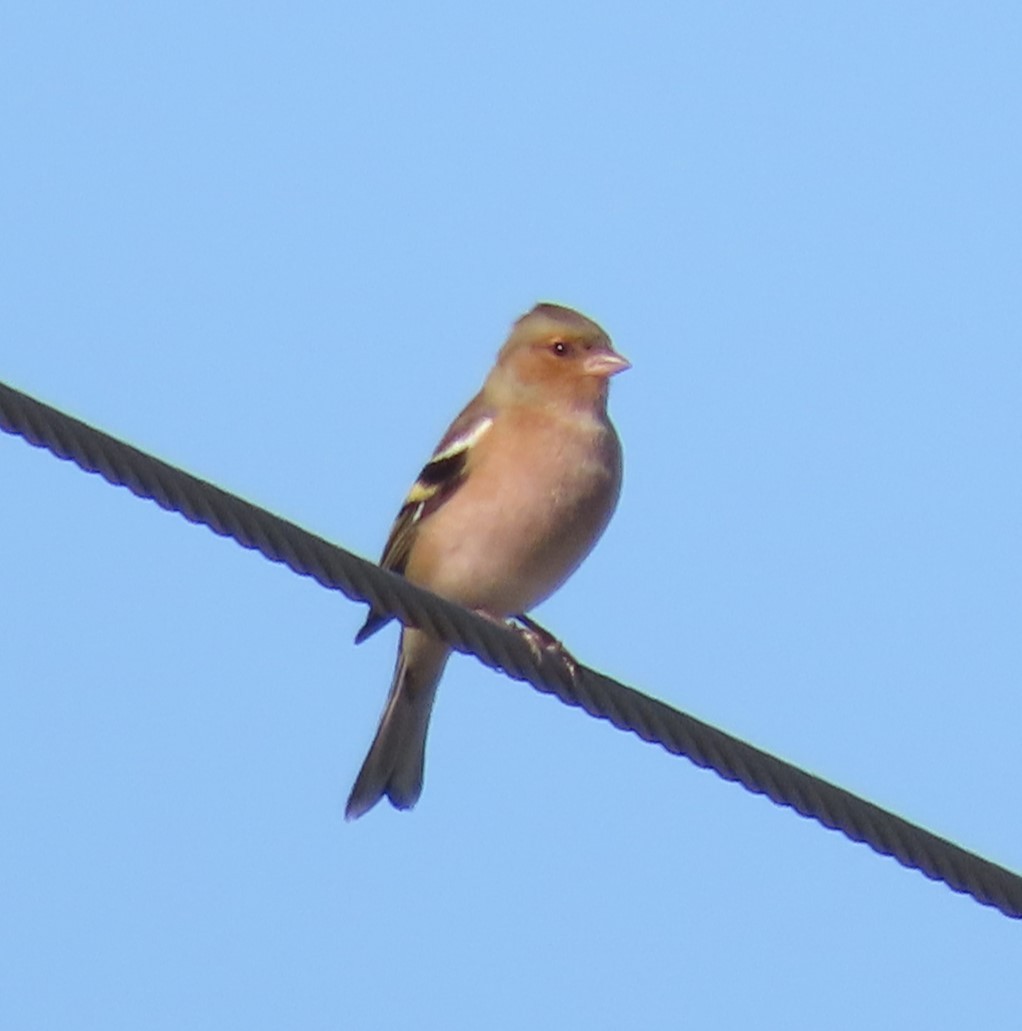 Common Chaffinch - ML644804538
