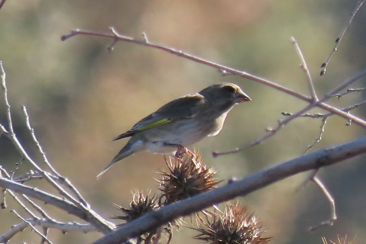 European Greenfinch - ML644804550