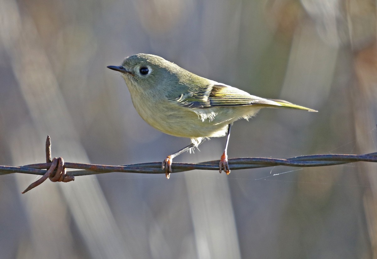 Ruby-crowned Kinglet - ML644804551