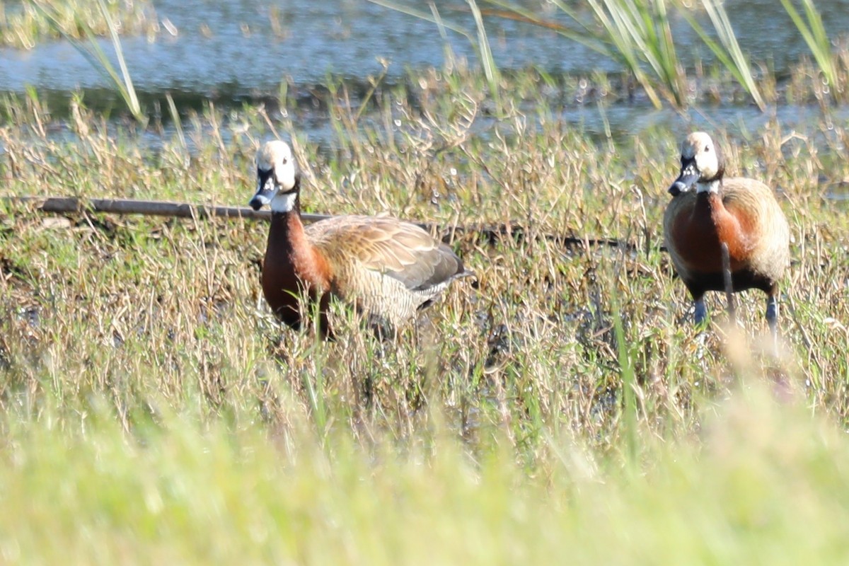 White-faced Whistling-Duck - ML644804553