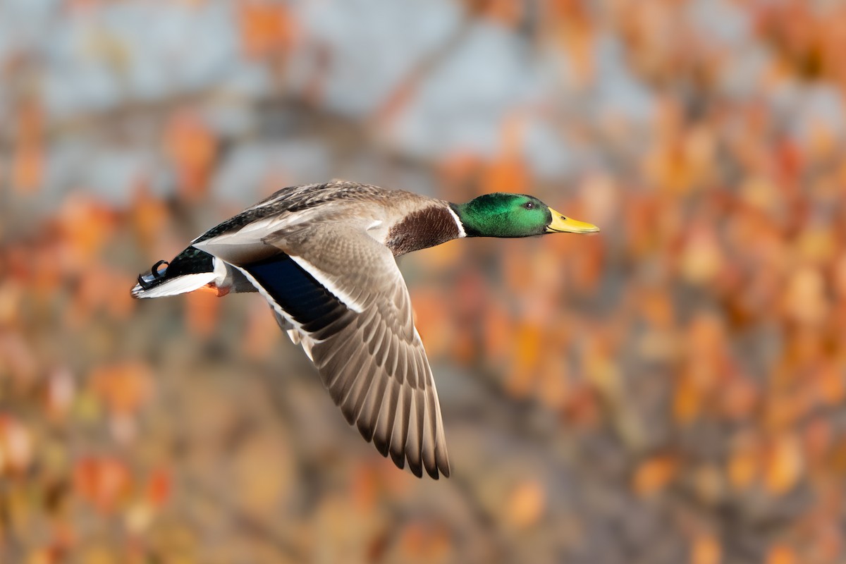 Mallard - ML644804554