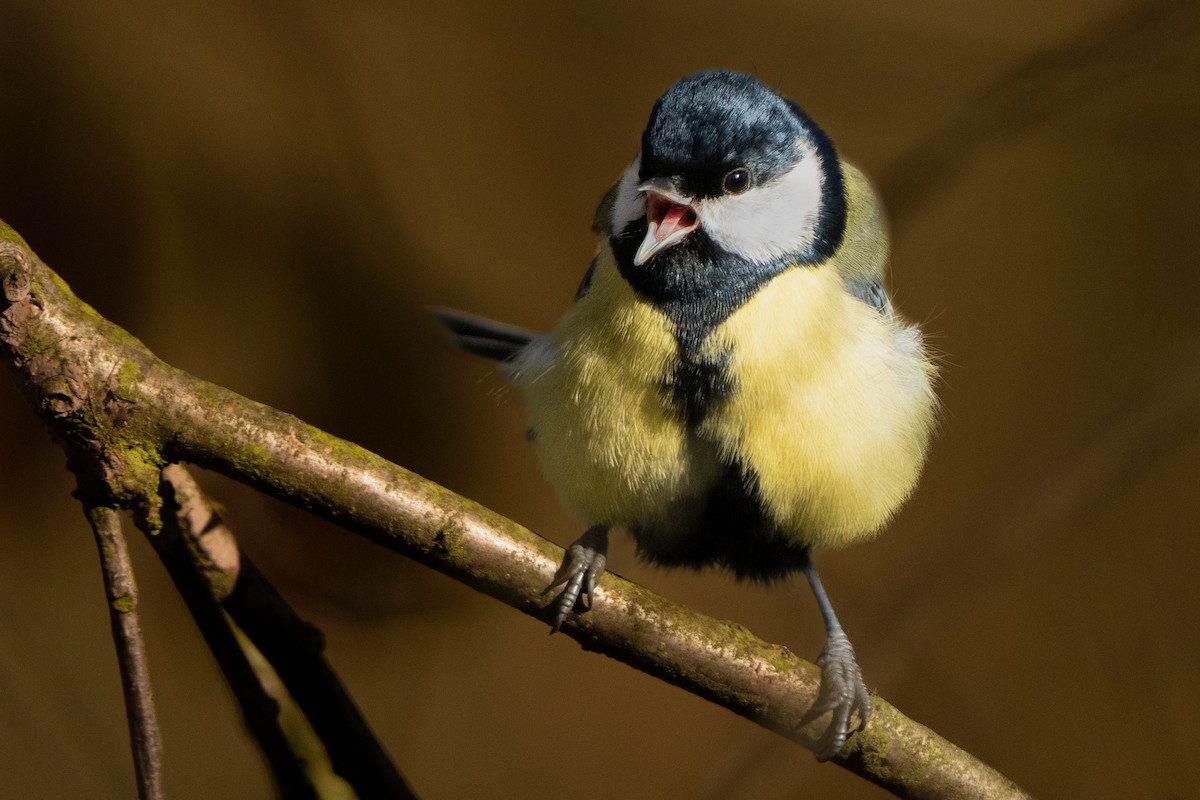 Great Tit - ML644804559