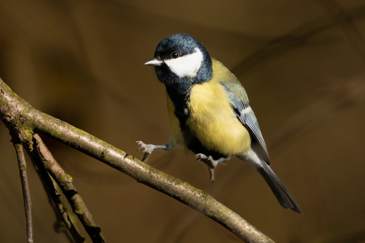 Great Tit - ML644804560
