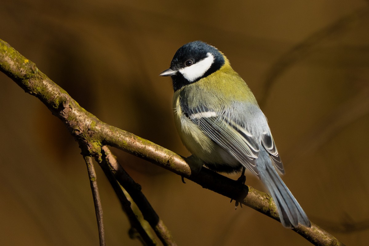 Great Tit - ML644804561
