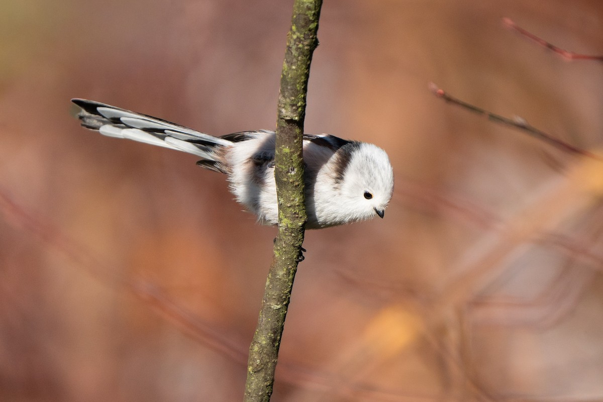 Long-tailed Tit - ML644804563