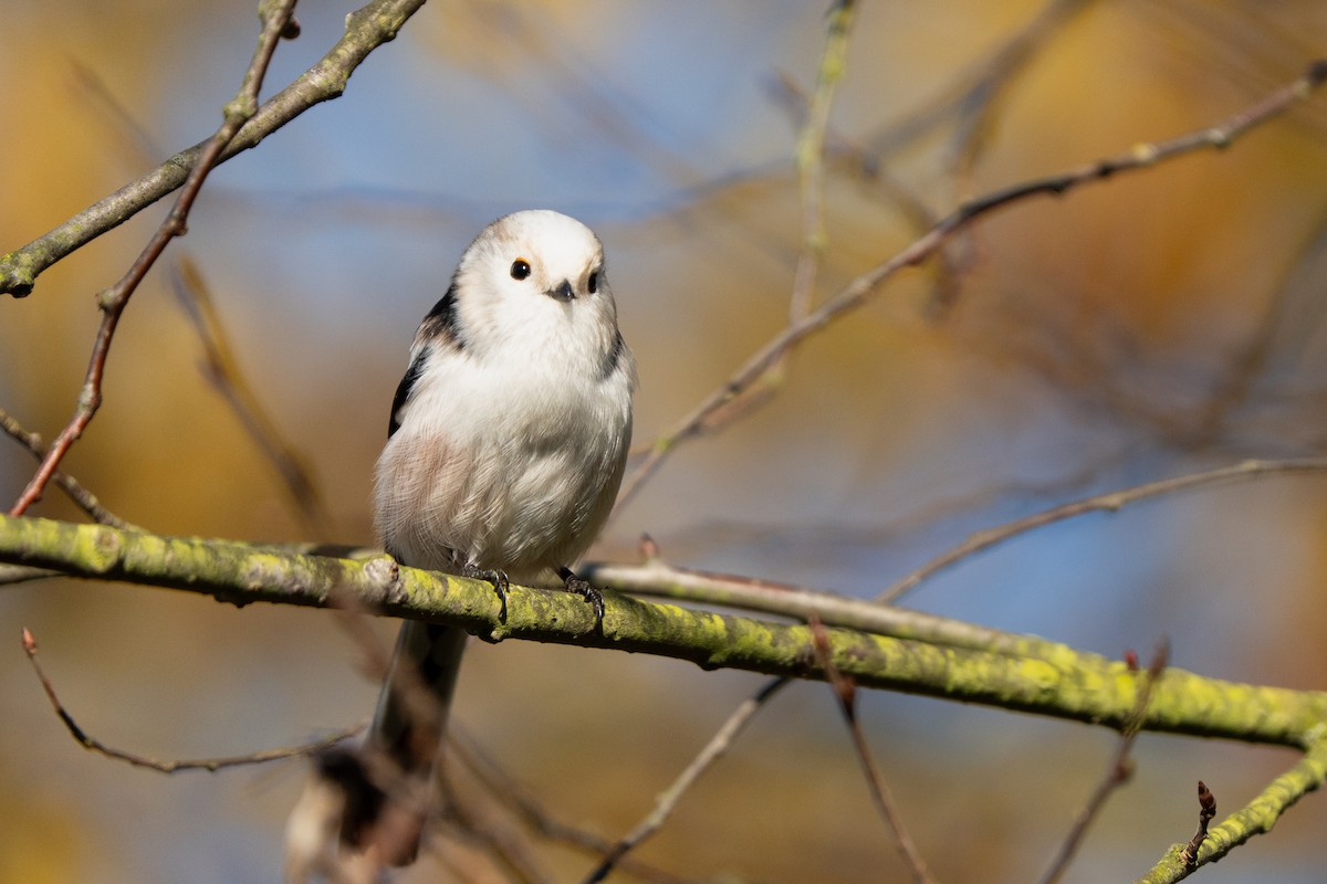 Long-tailed Tit - ML644804564
