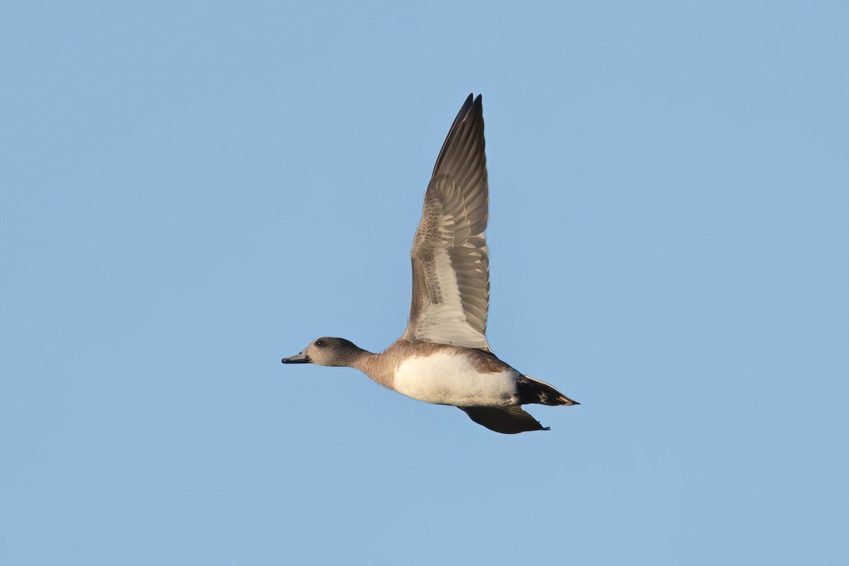 American Wigeon - ML644804567