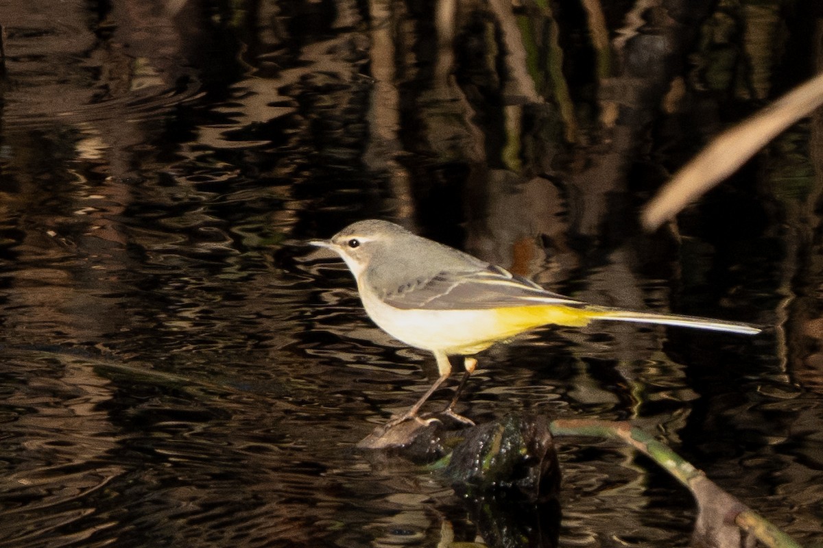Gray Wagtail - ML644804568