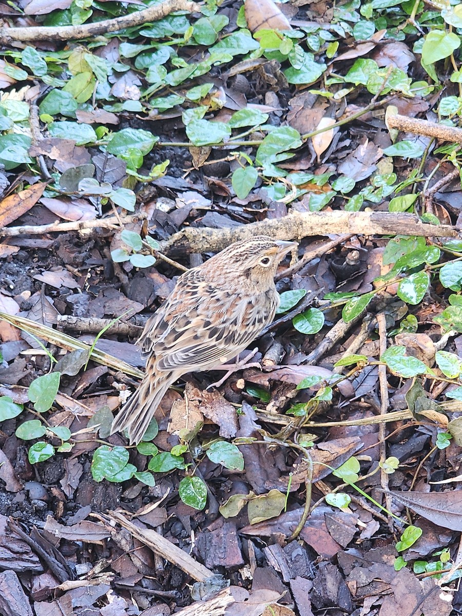 Grasshopper Sparrow - ML644804571