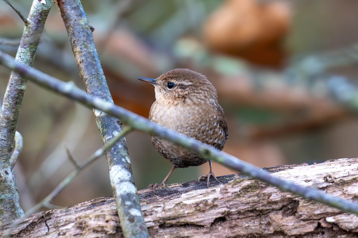 Winter Wren - ML644804599