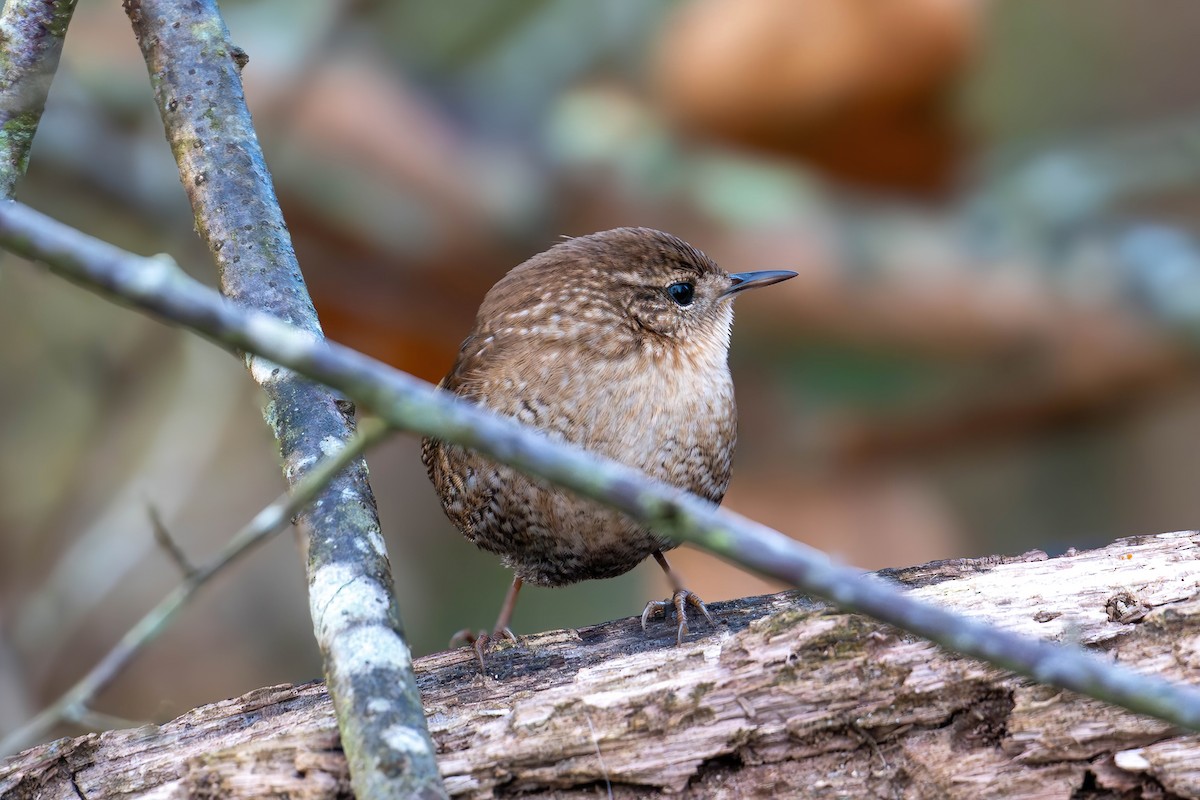 Winter Wren - ML644804605