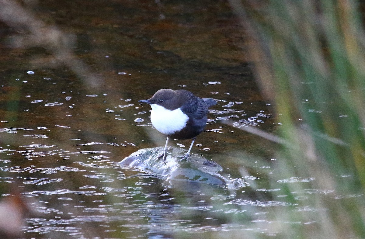 Mirlo Acuático Europeo - ML644804606