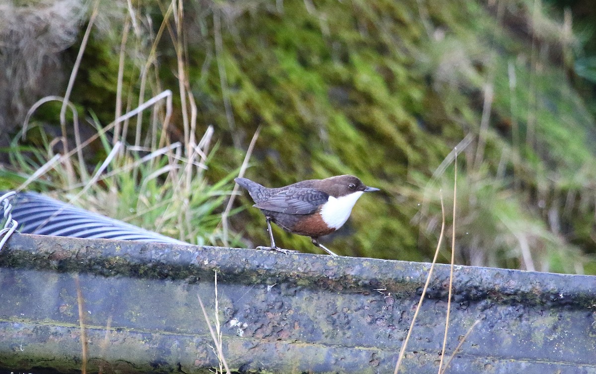 Mirlo Acuático Europeo - ML644804607