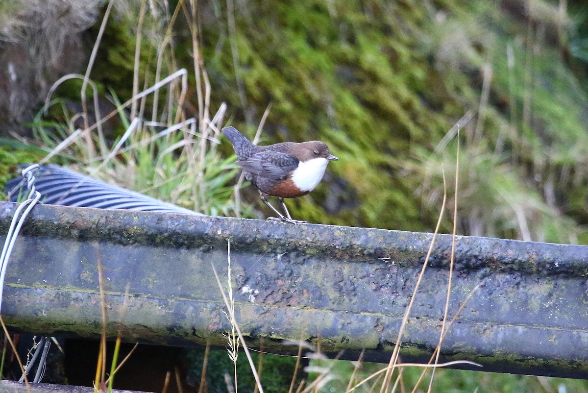 Mirlo Acuático Europeo - ML644804608