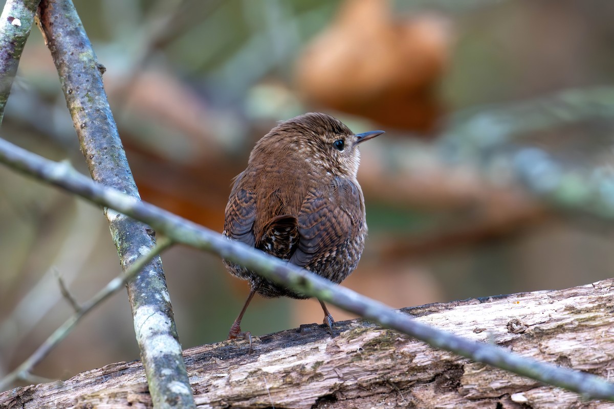 Winter Wren - ML644804610