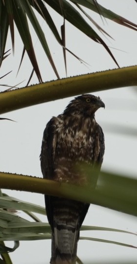 Oriental Honey-buzzard - ML644804611