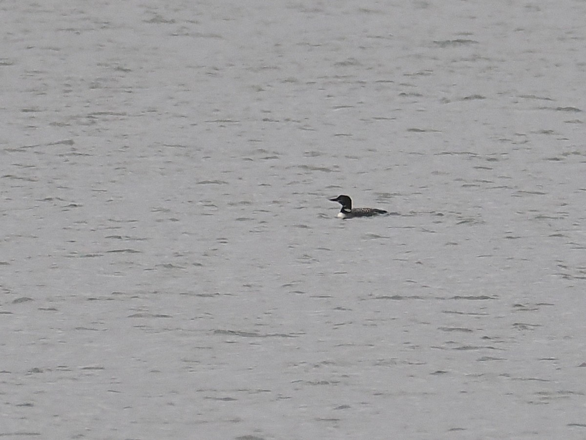 Common Loon - ML644804628