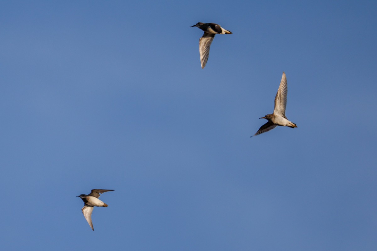 Pectoral Sandpiper - ML644804633