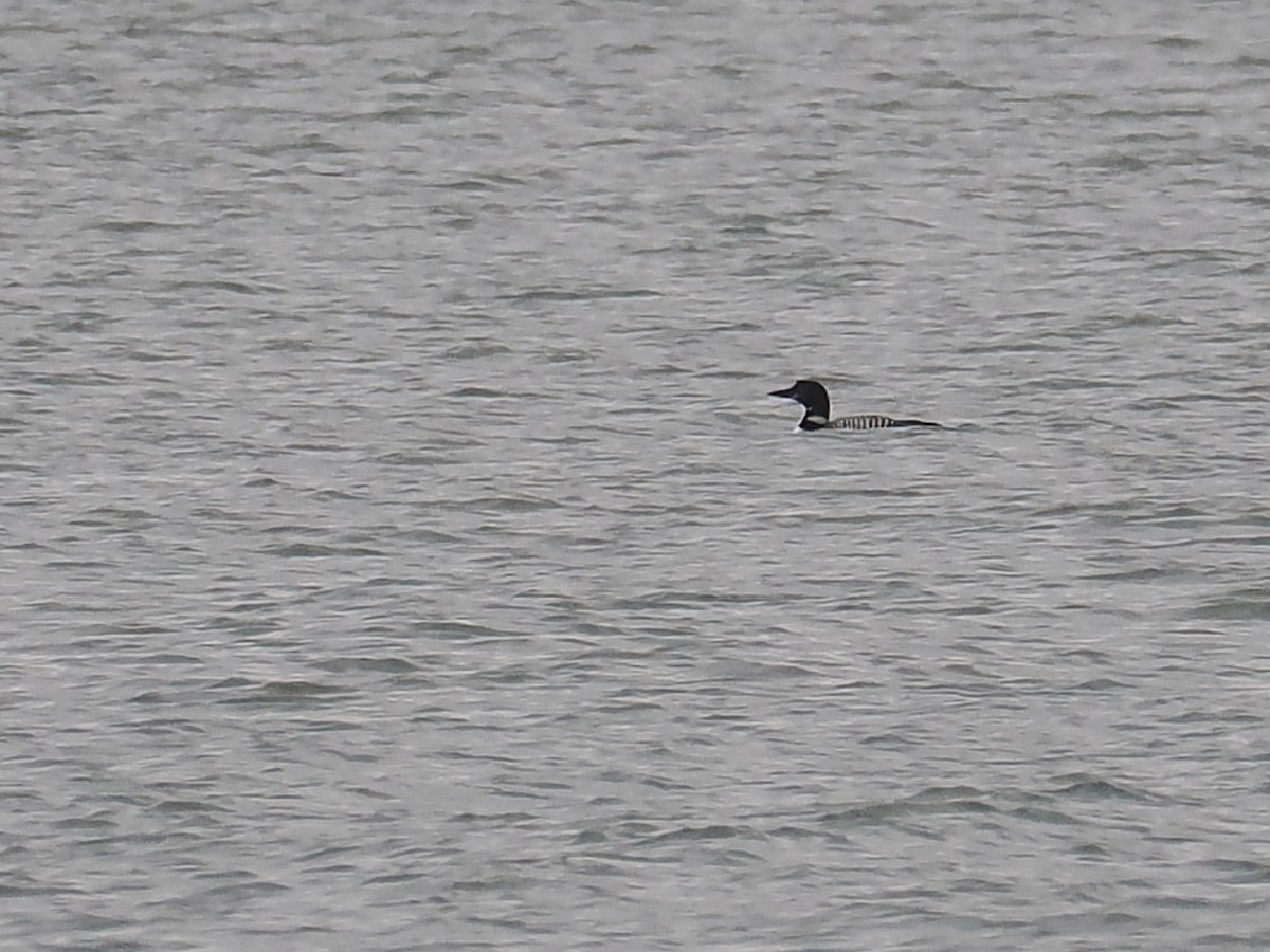 Common Loon - ML644804638