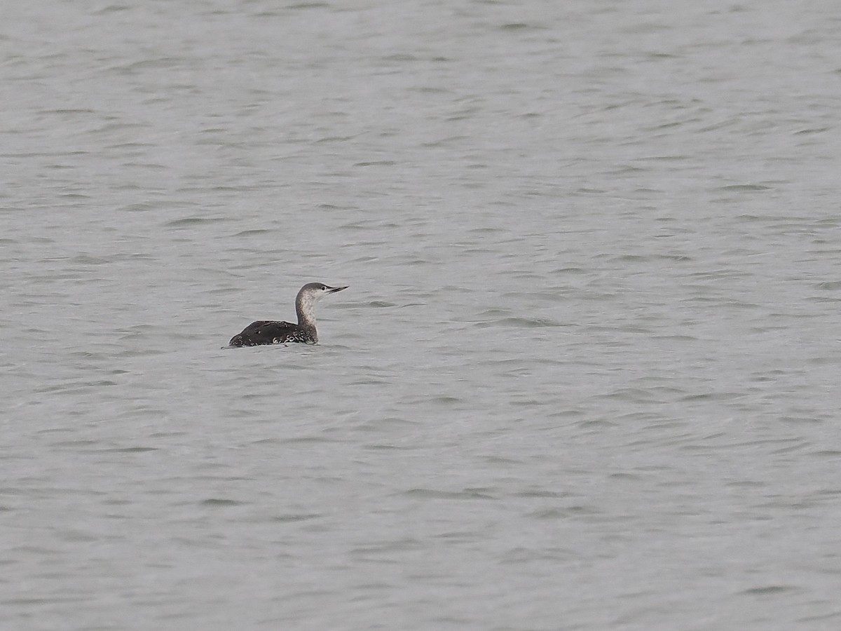 Red-throated Loon - ML644804642