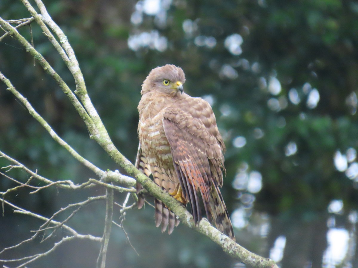 káně krahujová - ML644804645