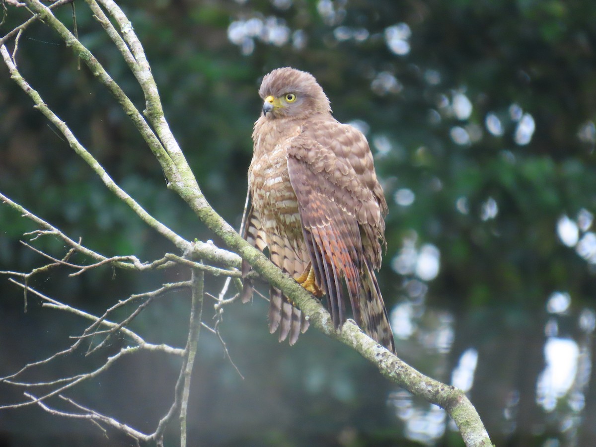 káně krahujová - ML644804646