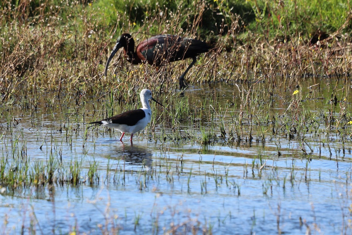 Glossy Ibis - ML644804649