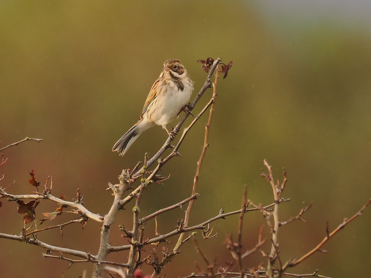 Reed Bunting - ML644804654