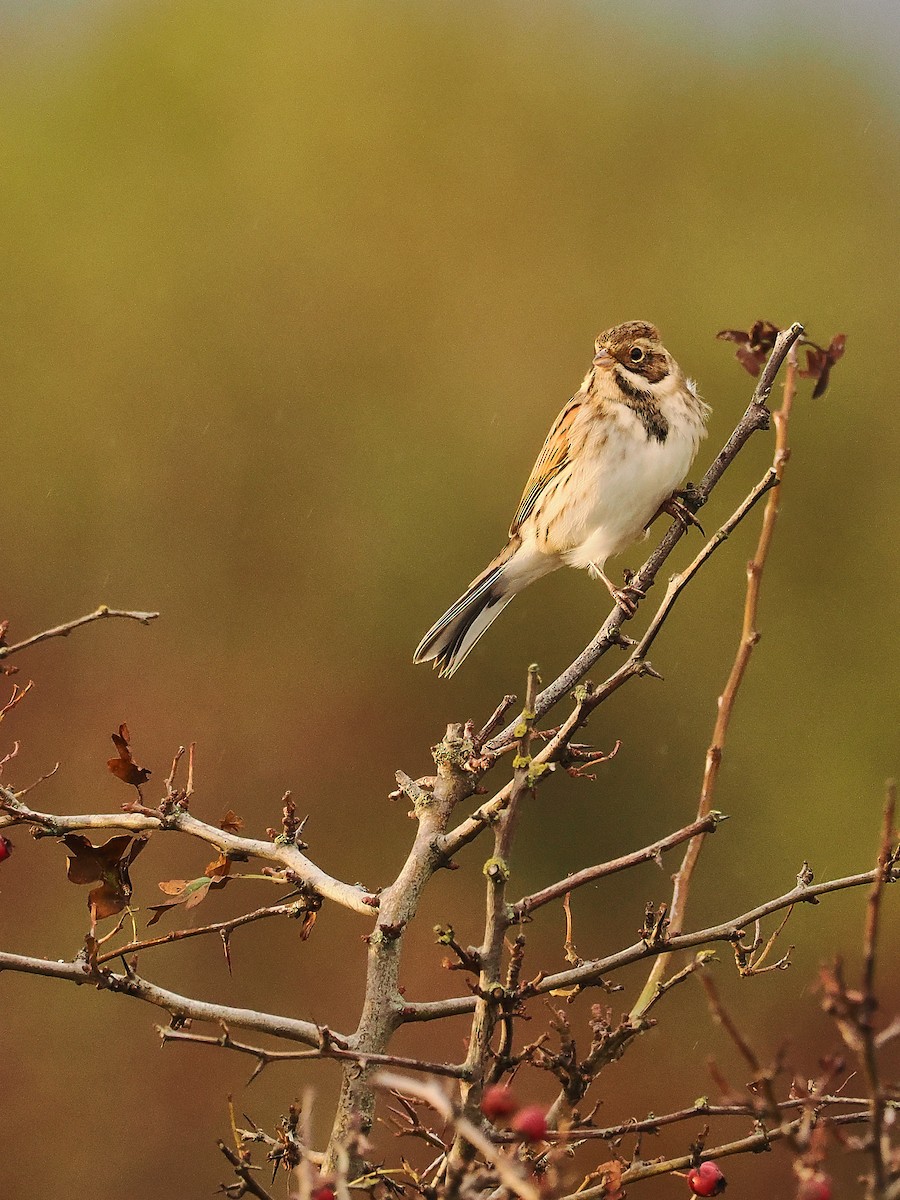 Reed Bunting - ML644804659