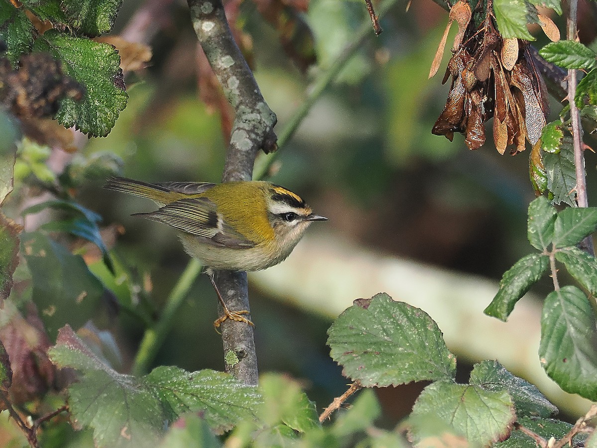 Common Firecrest - ML644804679