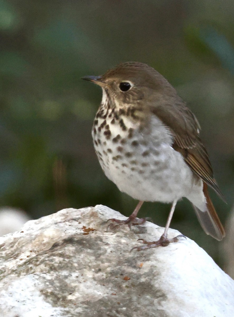 Einsiedler-Musendrossel - ML644804681