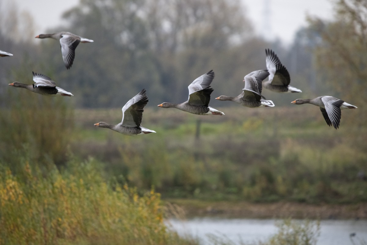 Graylag Goose - ML644804684