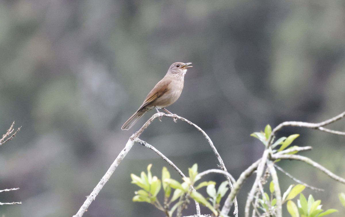 Fahlbrustdrossel - ML644804685