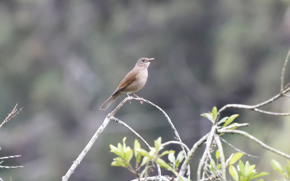 Fahlbrustdrossel - ML644804688