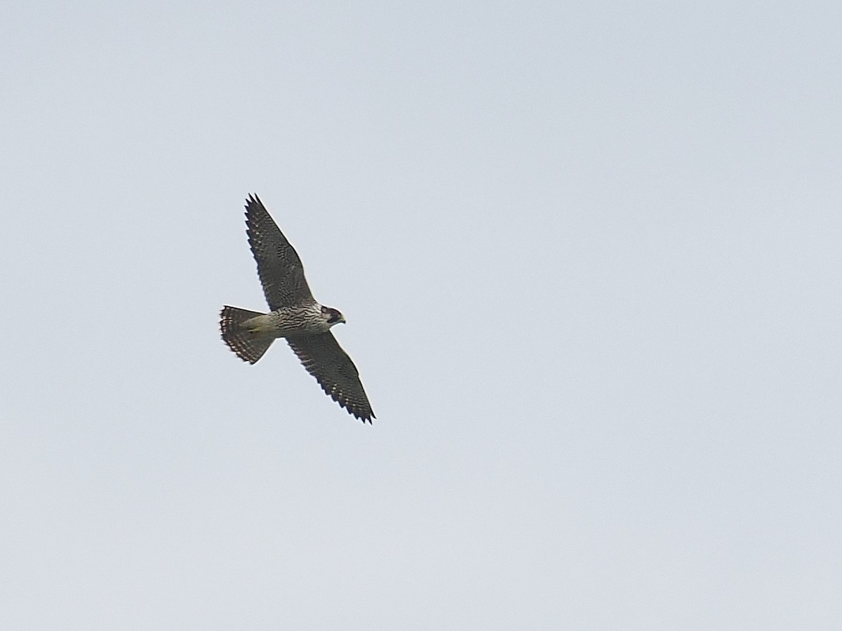 Peregrine Falcon - ML644804692