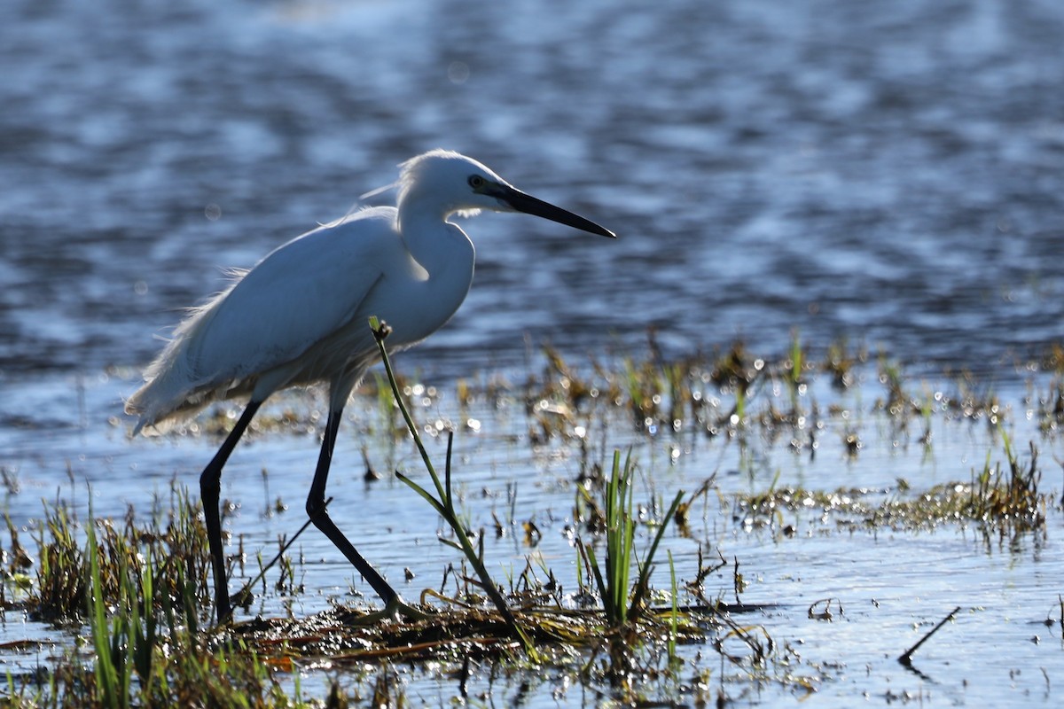Little Egret - ML644804699